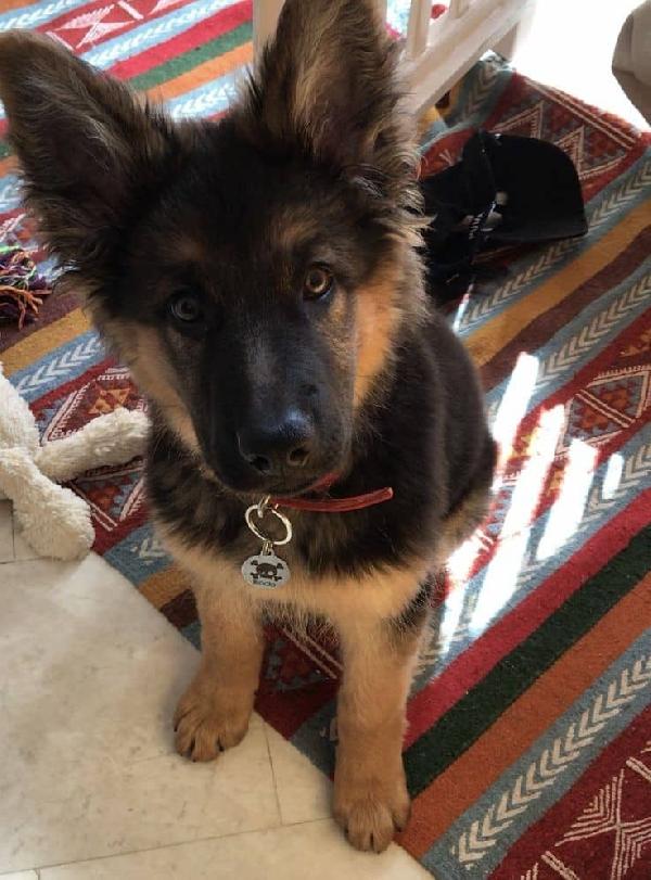 Cuccioli di pastore tedesco.(500 €) 
